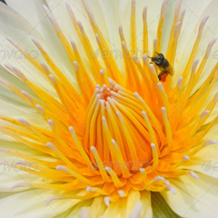 手机号轰在线网页版入口