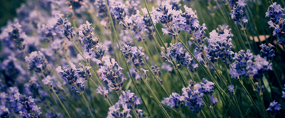 在线电话轰炸测试